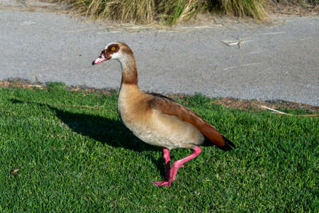 Beautiful Egyptian goose, duck, portrait in Ariel Sharon park in Israel