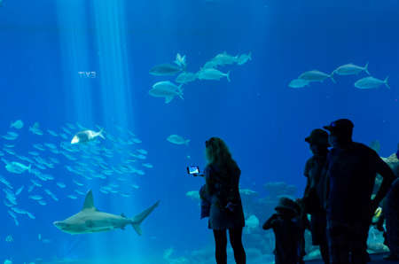 Sharks and other fish in the underwater observatory view through the glass.の写真素材