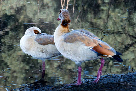 Beautiful Egyptian goose, duck, flew to the Winter Lake in Netanya in Israelの写真素材