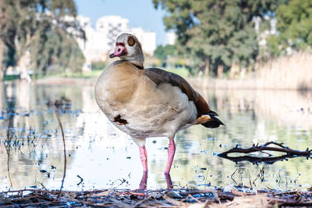 Beautiful Egyptian goose, duck, flew to the Winter Lake in Netanya in Israelの写真素材