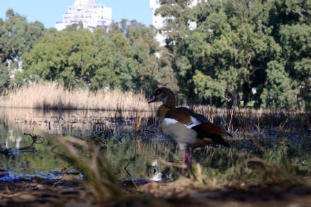 Beautiful Egyptian goose, duck, flew to the Winter Lake in Netanya in Israelの写真素材