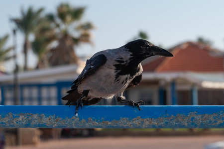 A black crow sits on the railing and looks out for food. close-up.の写真素材