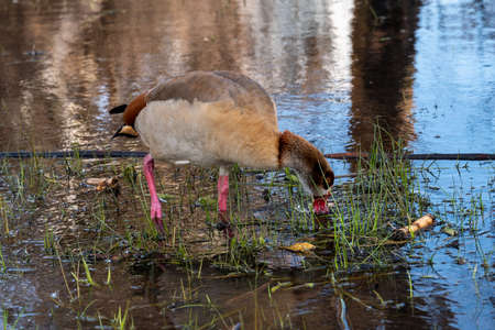 Beautiful Egyptian goose, duck, flew to the Winter Lake in Netanya in Israelの写真素材