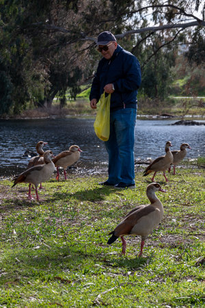 Netanya, Israel - February 15, 2022: A man feeds geese on the Winter Lake in Netanya in Israel.のeditorial素材
