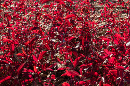 Purple Leaf Sand Cherry - Prunus x cistena - Sand Cherry. backgroundの写真素材