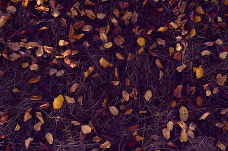 Autumn. Colorful leaves lie on the grass.
