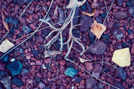 Dry branches and roots lie on stones of different colors and sizes.の写真素材