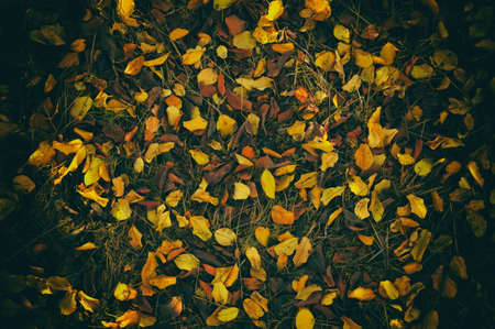 Autumn. Colorful leaves lie on the grass.の写真素材