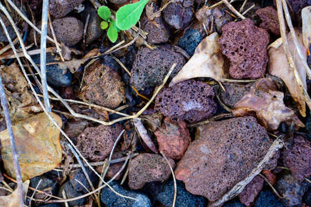 Dry branches and roots lie on stones of different colors and sizes.の写真素材