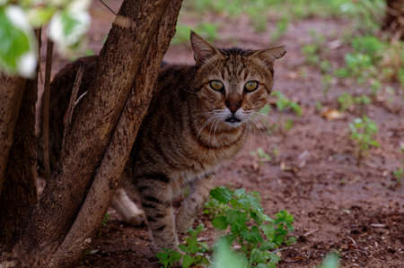 An ordinary yard cat sits outside and looks up. close up