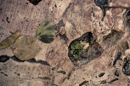 A fragment of a garden path made of natural stone slabs after rain. close-up.
