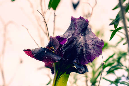 Purple iris flower in the background of green tall grass. close-up.