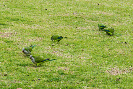 Image of green parrots walking on green grass. selective focus.