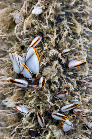 The shell named goose barnacles or gooseneck barnacle Lepas anserifera Linnea is commonly seen at...