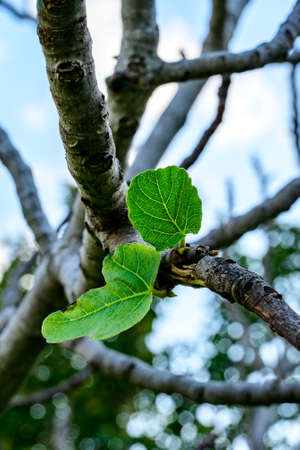 A branch of an autumn tree with several green leaves against a blue sky. close-up.