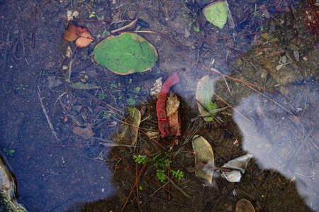 bright autumn maple leaves in water, natural background. autumn atmosphere image. fall season...