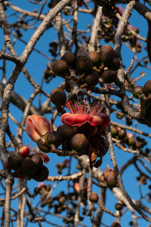 Beautiful red flowers on the tree. Blooms the Bombax Ceiba or Cotton Tree on the Dead Sea. close-up.の写真素材