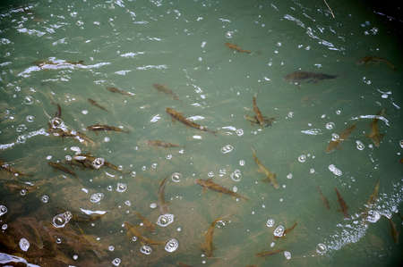 Visible fish in the autumn water stream Ayun. River Nahal Ayun. reserve and national park. Upper...
