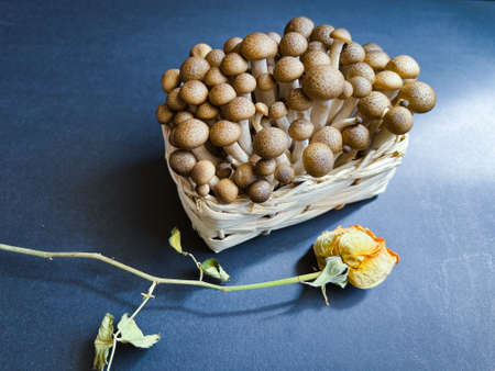 Fresh beige shimeji mushrooms in a wicker basket on a dark background. Fresh Mushrooms Superfood Trend.の写真素材