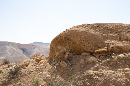 The mountain goat Oreamnos americanus lying on the rock, also known as the Rocky Mountain goat, is a hoofed mammal endemic to mountainous areas. close-upの写真素材