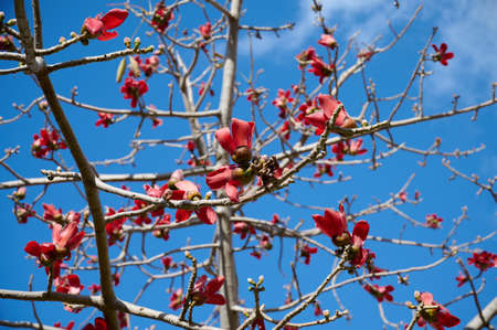 Beautiful red flowers on the tree Bombax Ceiba Blooms the Bombax Ceiba Lat. - Bombax ceiba or Cotton Tree on the Dead Seaの写真素材