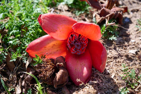 Fallen in the grass red flowers from the treeBombax Ceiba Blooms the Bombax Ceiba Lat. - Bombax ceiba or Cotton Tree on the Dead Seaの写真素材