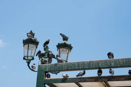 Many pigeons are sitting on a metal structure in the city square. A lot of city birds.の写真素材