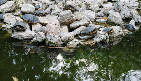Turtle Island in the National Garden of Athens on the rocks in the water. Lots of turtles on the rocks near the water. close-up.の写真素材