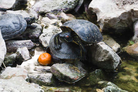 Turtle Island in the National Garden of Athens on the rocks in the water. One turtle climbed on top of another. Nearby lies a tangerine. close-up.の写真素材