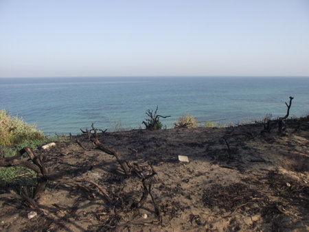 After the fire on the coast. Charred branches. Nothing grows on the ground. The sea is visible in the distance.の写真素材