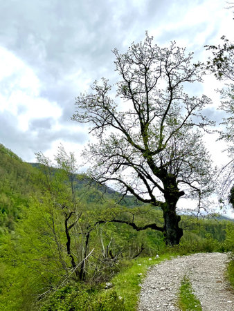 Montenegro. Durmitor National Park. Saddle Pass. Alpine meadows. Mountain landscape. Popular tourist spot. High quality photoの写真素材