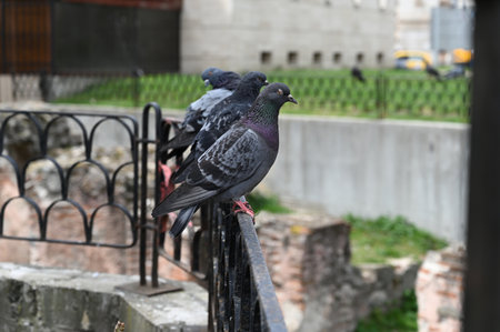 Pigeon on a fence against the background of ancient brick walls, Sofia, Bulgaria. High quality photoの写真素材