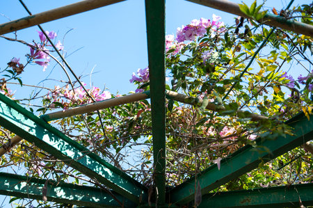 pergola with purple flowers against the sky. High quality photoの写真素材