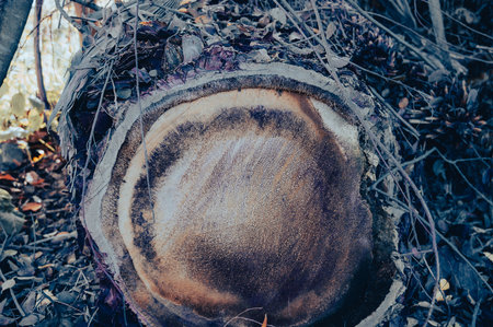 a cut tree stump. view from above. High quality photoの写真素材