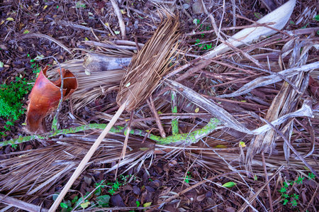 dry grass and bark on the ground in the forest. High quality photoの写真素材