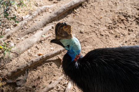 The Northern Cassowary is a large flightless bird of northern New Guinea. High quality photoの写真素材