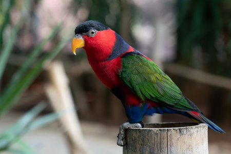 Multicolor lorikeet parrot. High quality photo
