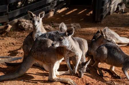 group of kangaroos in the zoo on the sand. High quality photoの写真素材