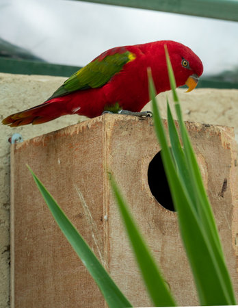 Multicolor lorikeet parrot at the Biblical Zoo in Jerusalem in Israel. High quality photo