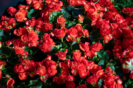 large bouquet of red roses on a black background. High quality photoの写真素材