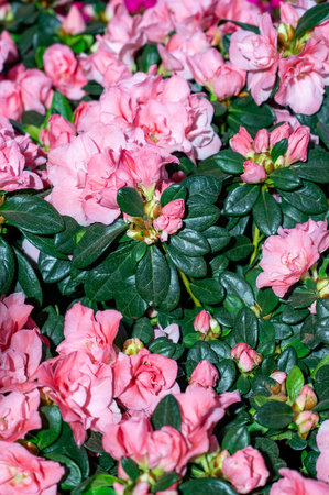 Beautiful colorful azalea blossom in spring. Double pink azalea. High quality photoの写真素材