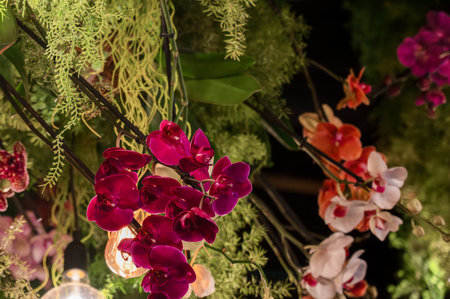 Flower arrangement of rare varieties of orchids. High quality photoの写真素材