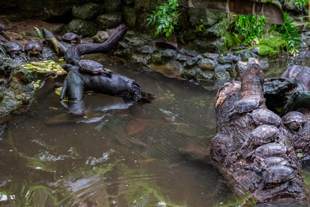 Freshwater red-eared turtle or yellow-bellied turtle in a pond. High quality photoの写真素材