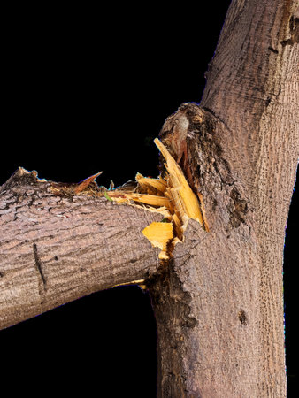 Broken thick tree branch. Close-up of the break on a transparent background. High quality photoの写真素材