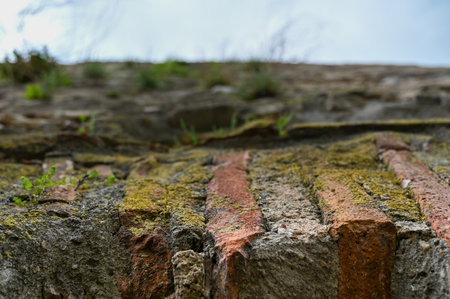 The efflorescence on the brick. Antique brickwork covered with white coating. High quality photo