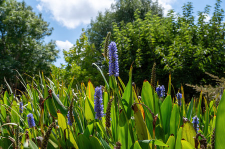 Park Ramat Hanadiv, Memorial Gardens of Baron Edmond de Rothschild, Zichron Yaakov, Israel. High quality photoの写真素材