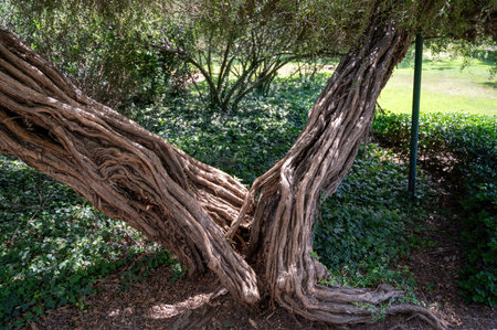 Park Ramat Hanadiv, Memorial Gardens of Baron Edmond de Rothschild, Zichron Yaakov, Israel. High quality photoの写真素材