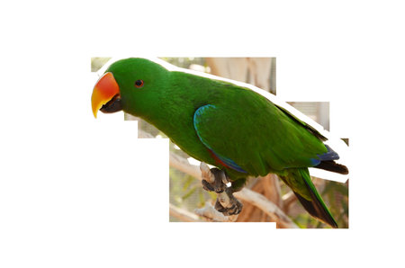 Vibrant Green Parrot Perched on a Branch in Natural Habitat . High quality photoの写真素材