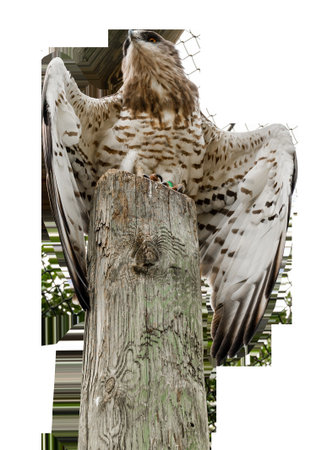 Red-tailed hawk perched on vertical pole on transparent background. High quality photo