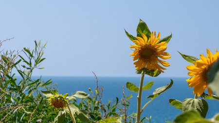 sunflower against the background of blue sea and sky. High quality photoの写真素材